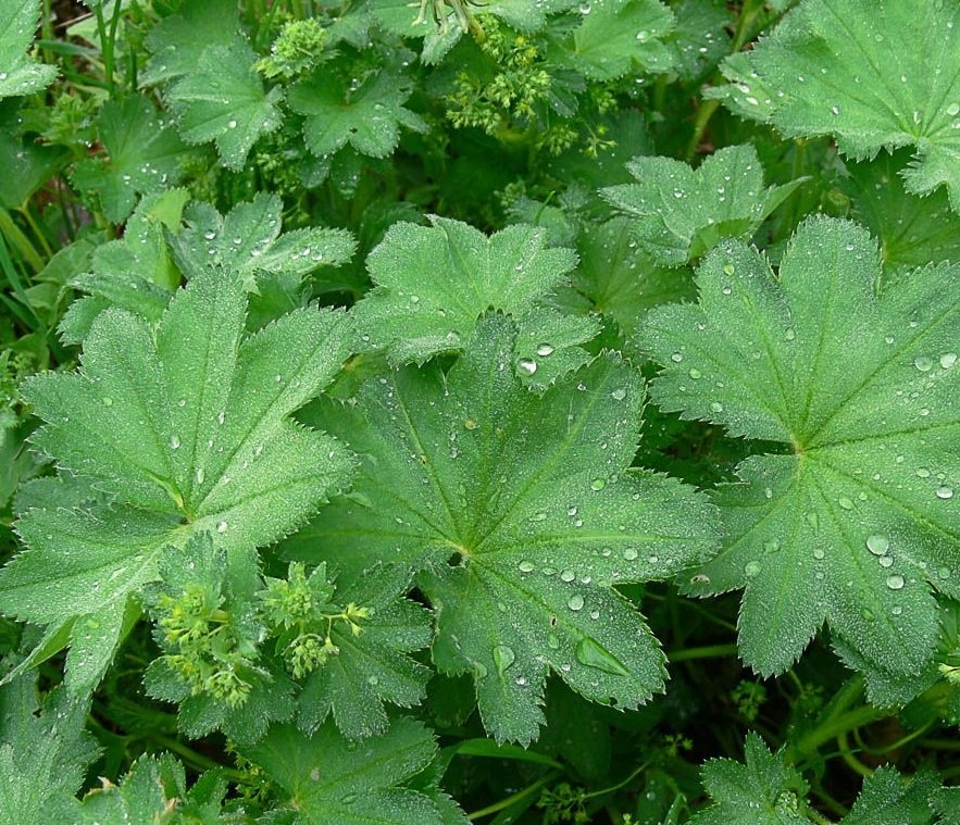 Манжетка Alchemilla erythropoda