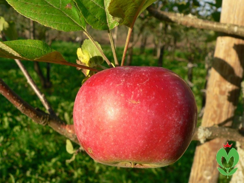Яблоки Кортланд Фото