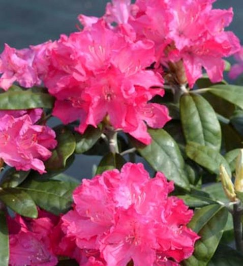Рододендрон Смирного «Hellikki»(Rhododendron smirnowii «Hellikki ...