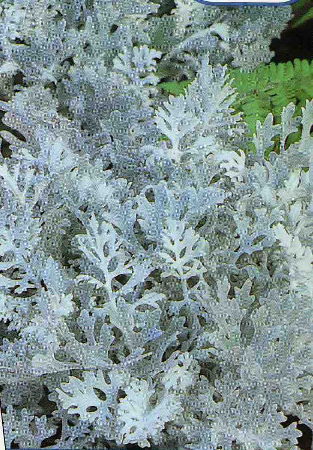 Цинерария(Cineraria