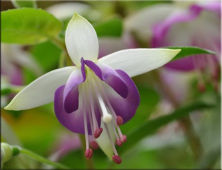 Фуксия (Fuchsia)